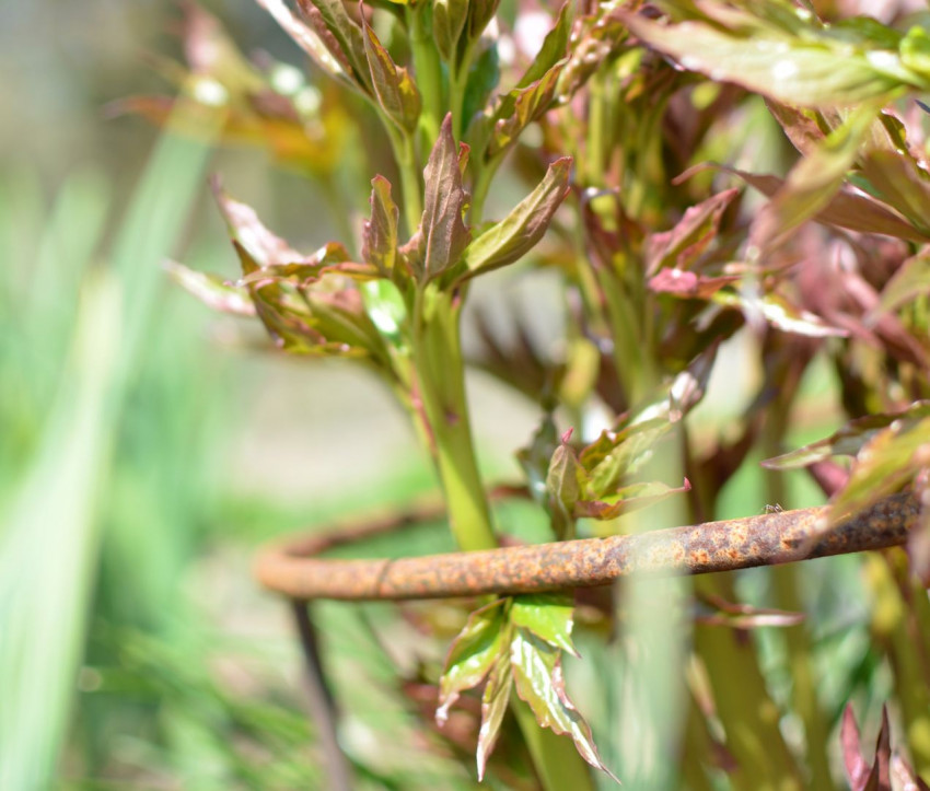 Paeonia gestützt durch Metallring