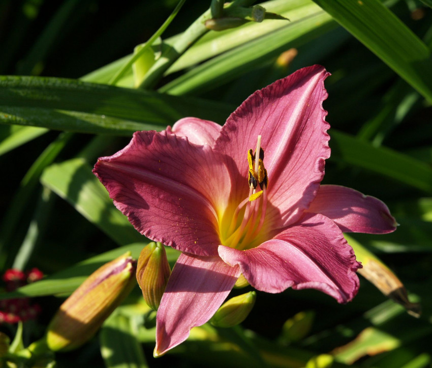 Hemerocallis Hybride 'Summer Wine'