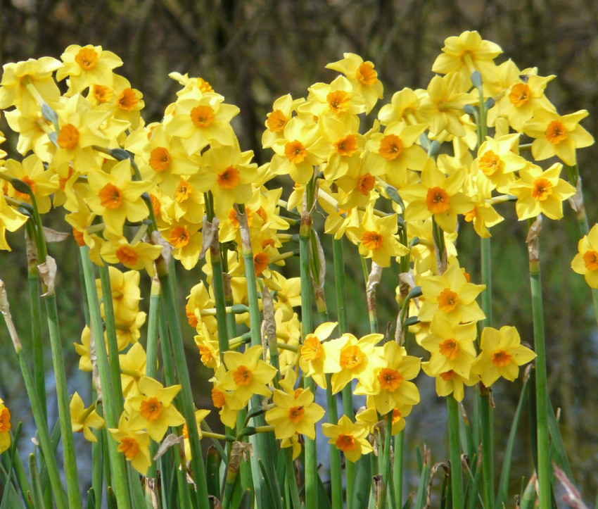 Narcissus ‘Falconet’