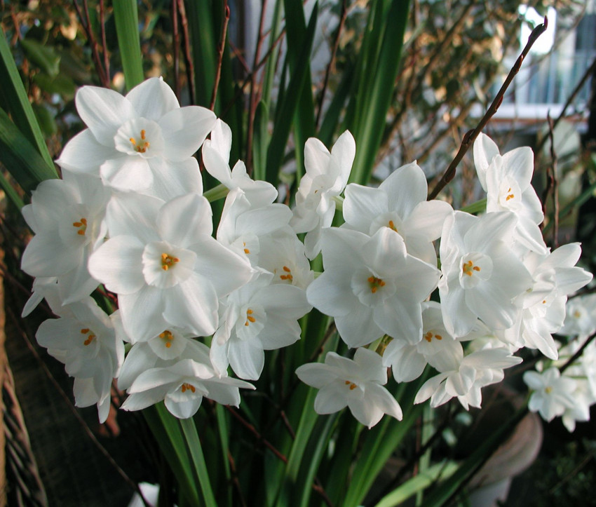 Narcissus ‘Ziva’