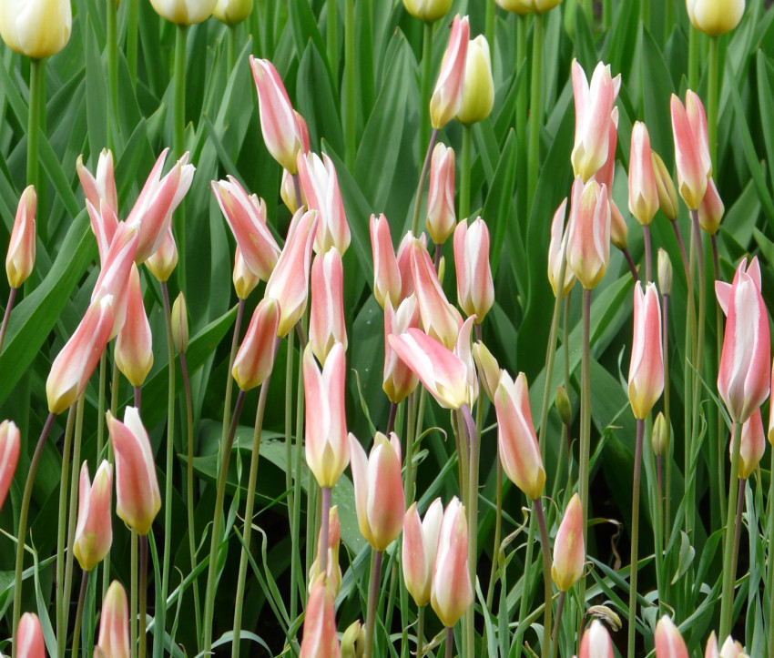 Tulipa clusiana