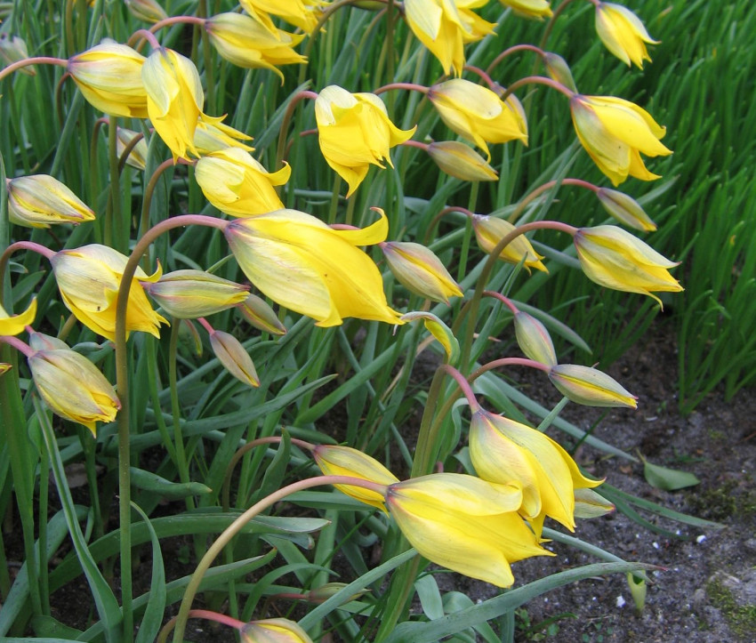 Tulipa sylvestris