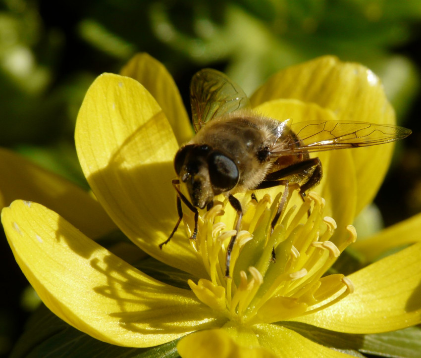 Eranthis hyemalis