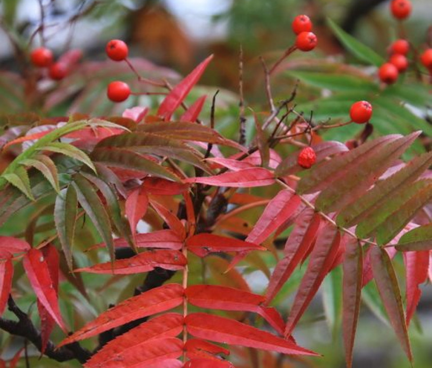 Sorbus commixta 'Dodong'