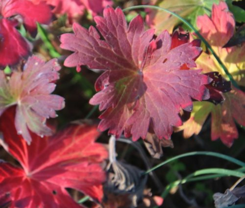 Geranium wlassovianum