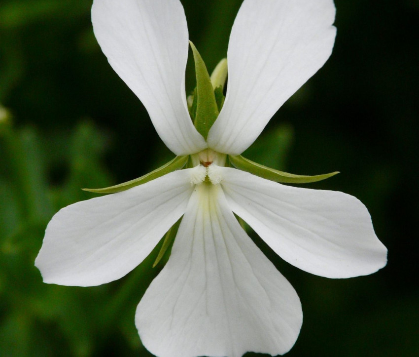 Viola cornuta 'Alba Minor'