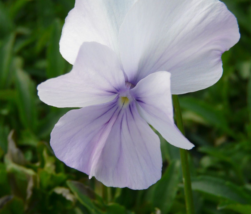 Viola cornuta 'Dolphin'