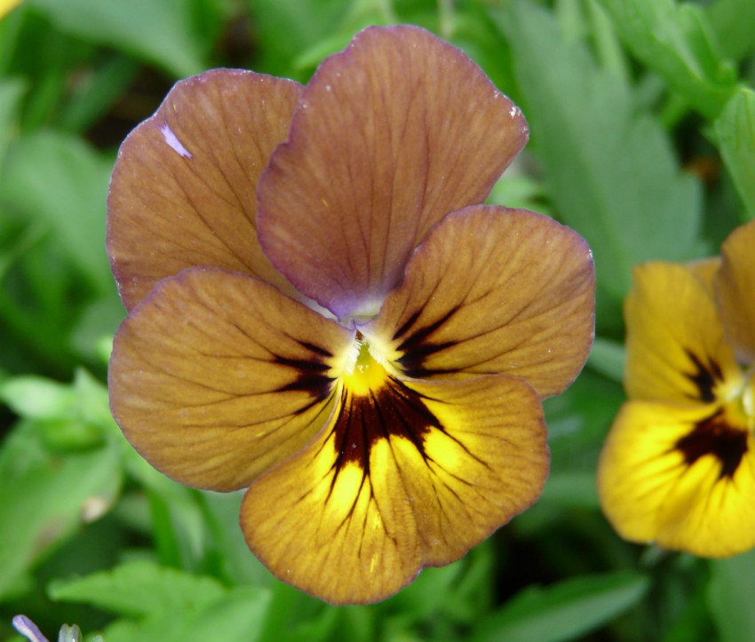 Viola cornuta 'Bowles Black'