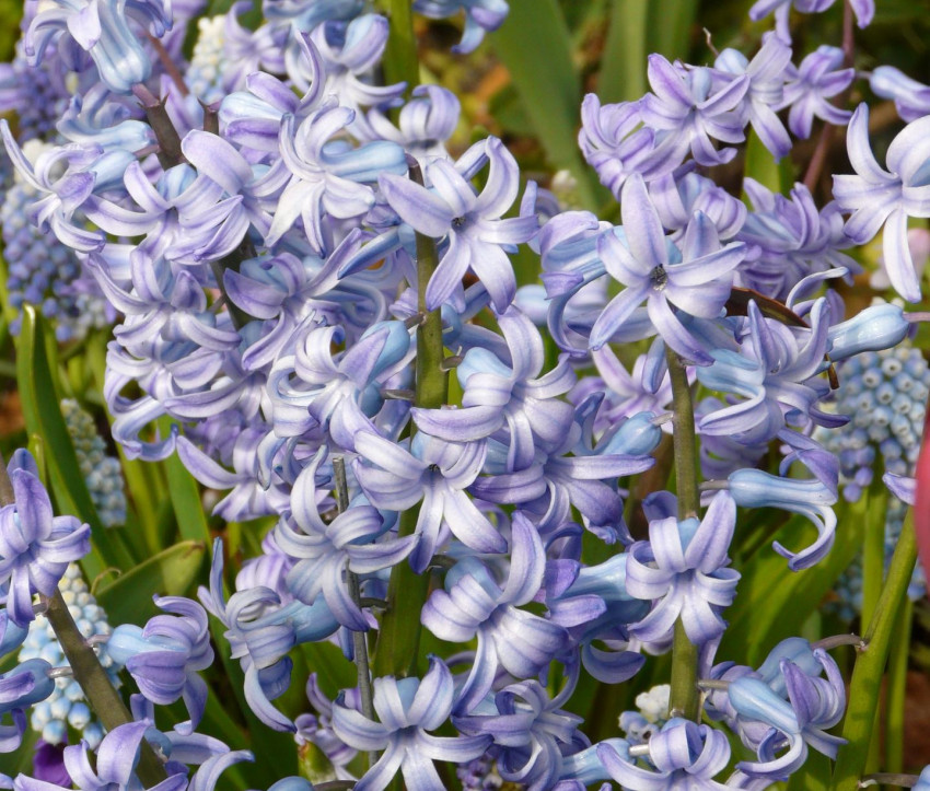 Hyacinthus orientalis 'Blue Festival'