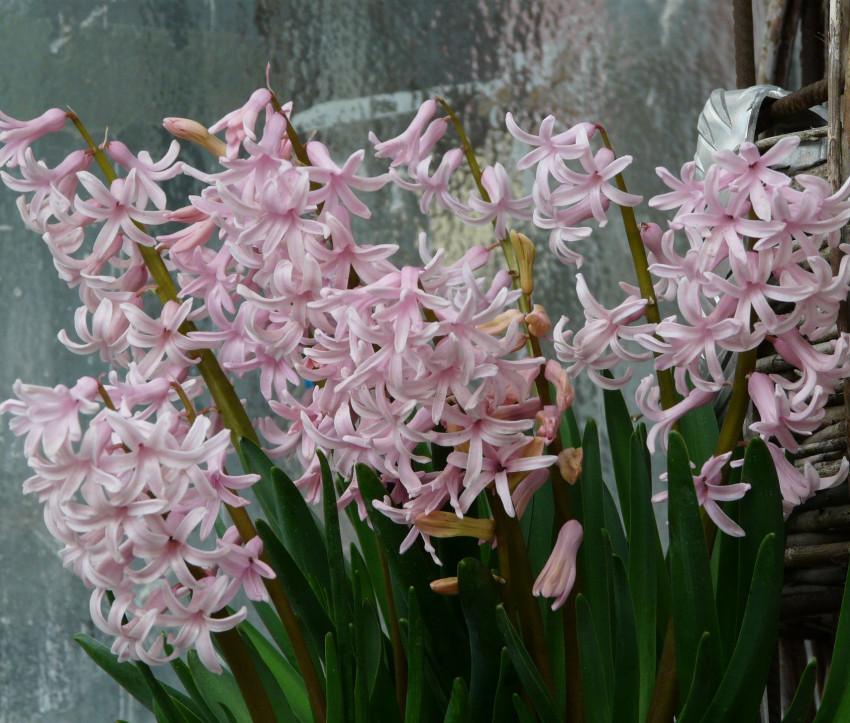 Hyacinthus orientalis 'Pink Festival’