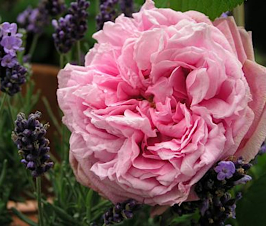 Rosa &#039;Comte de Chambord&#039;