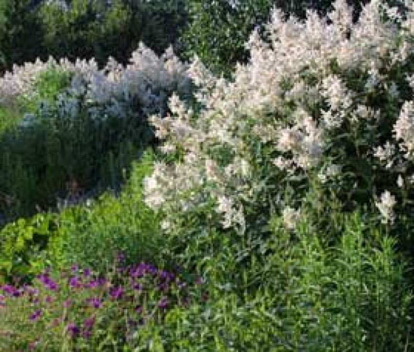 Polygonum polymorphum