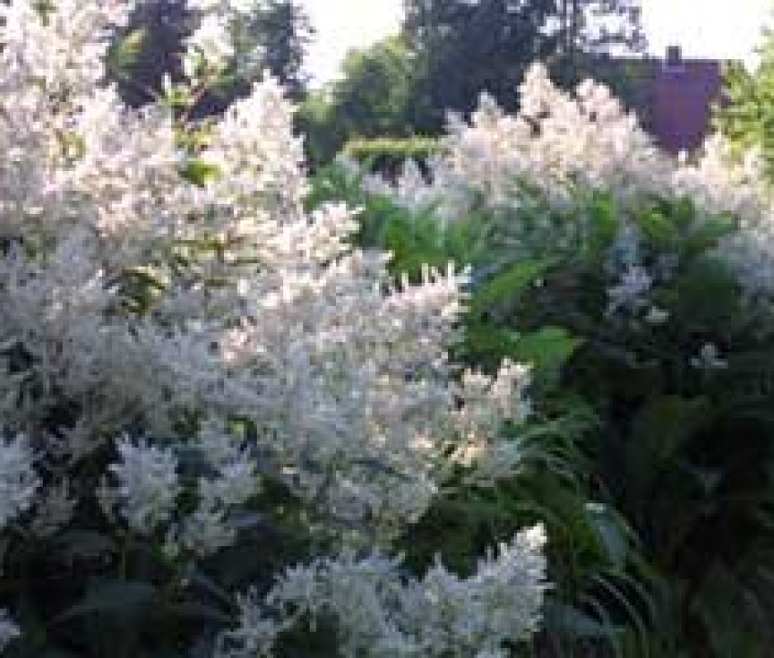 Polygonum polymorphum