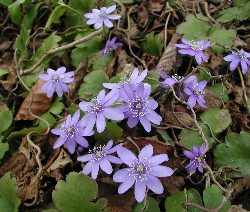 Hepatica transsilvanica