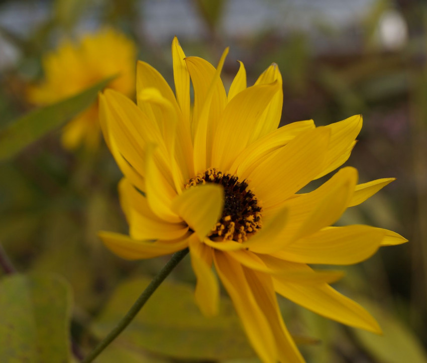 Topinambur – Helianthus tuberosus ‘Topstar’