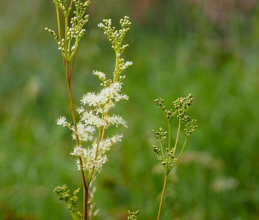 Filipendula ulmaria