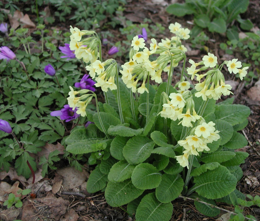 Primula elatior 