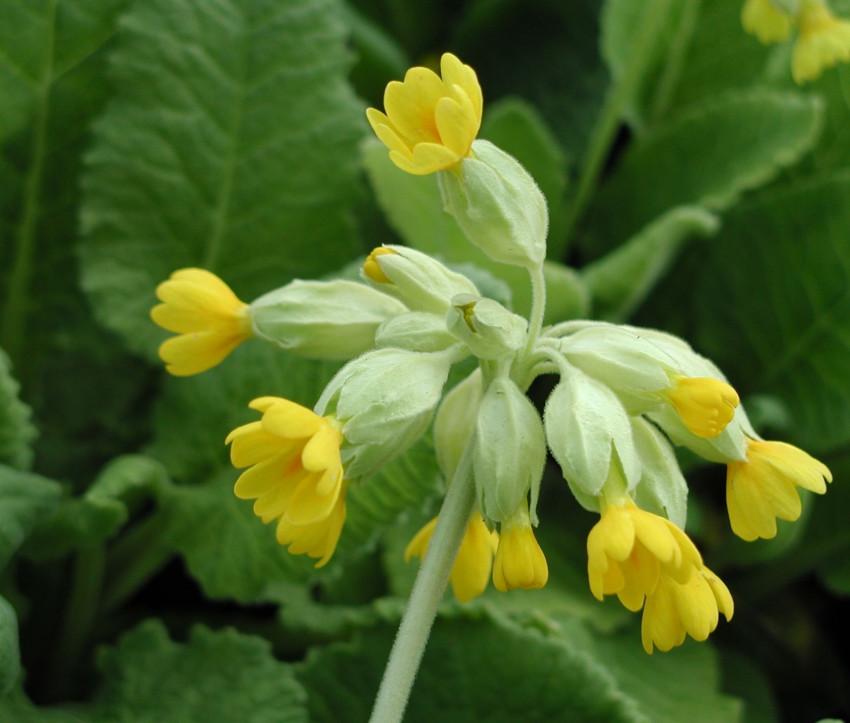 Primula veris