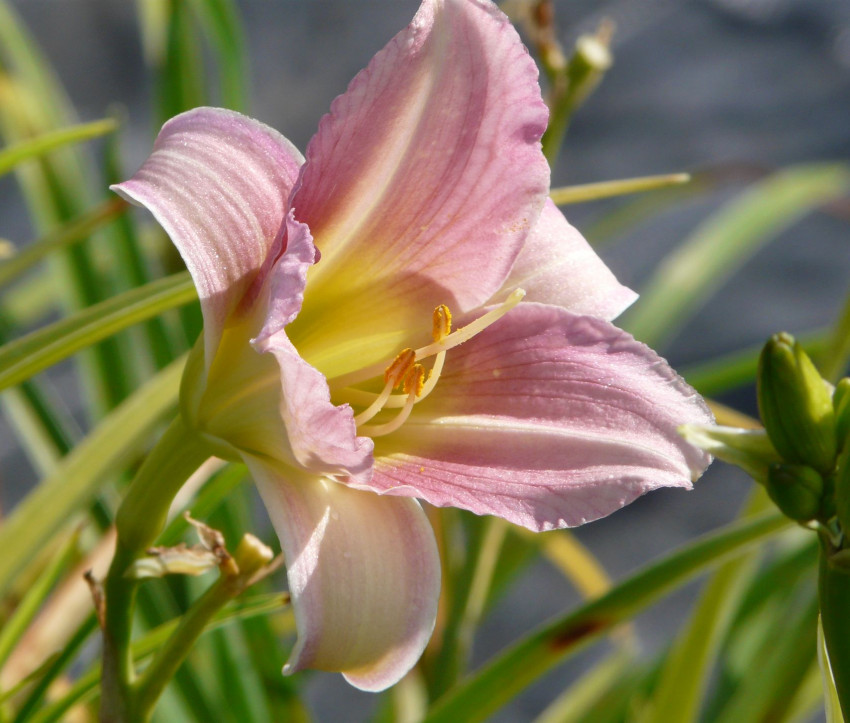 Hemerocallis Hybride ‘Catherine Woodberry’