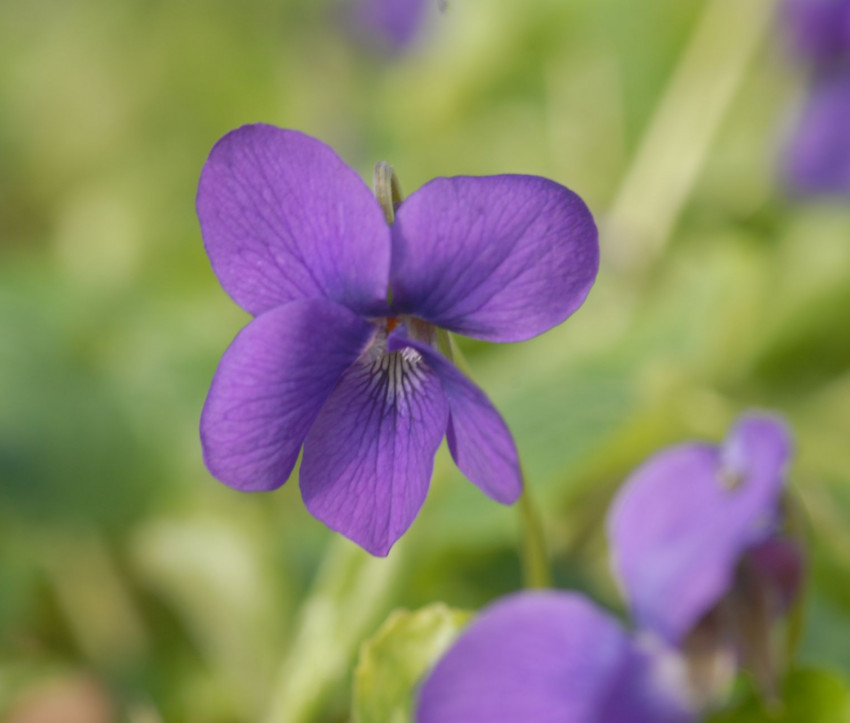 Viola odorata Hybride ‘Princesse de Galle’