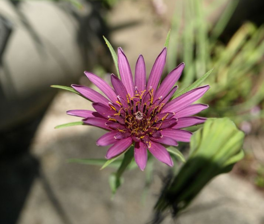 Tragopogon porrifolius