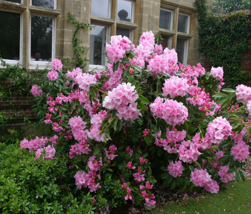 Rhododendron