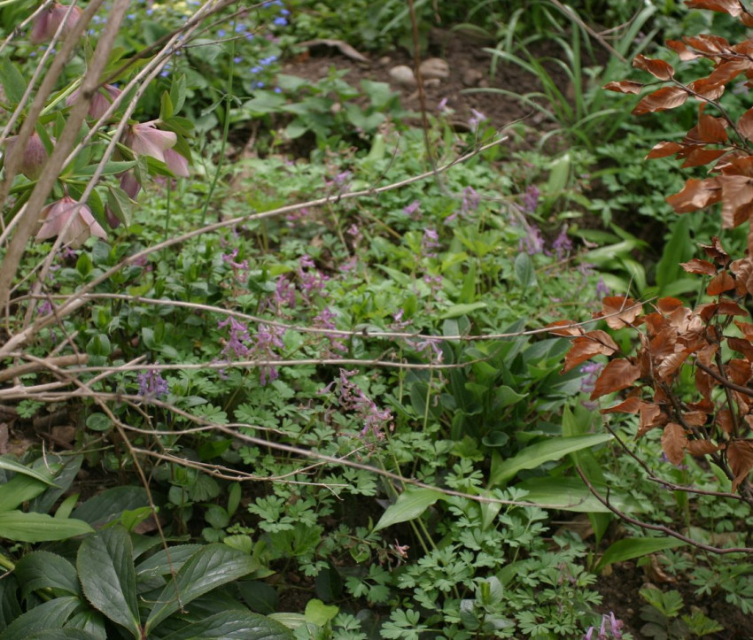 Corydalis im Nachbargarten