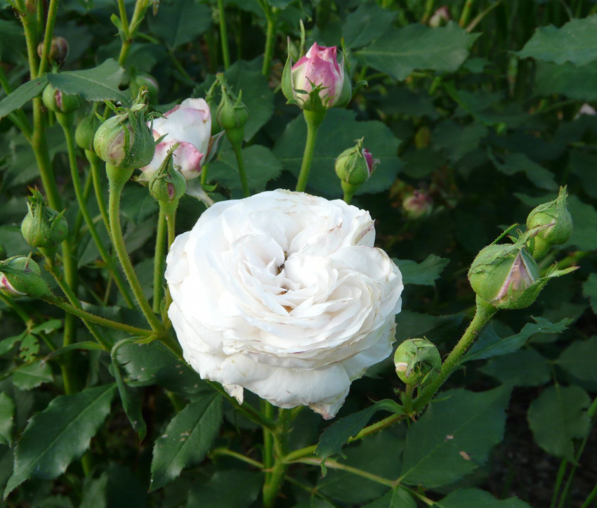 Rosa 'Boule de Neige'