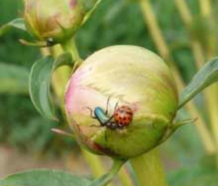 Paeonia lactiflora 'Glory Hallelujah'