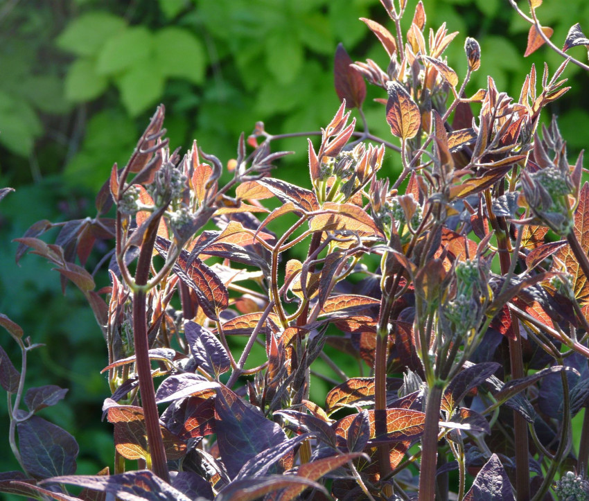 Clematis recta