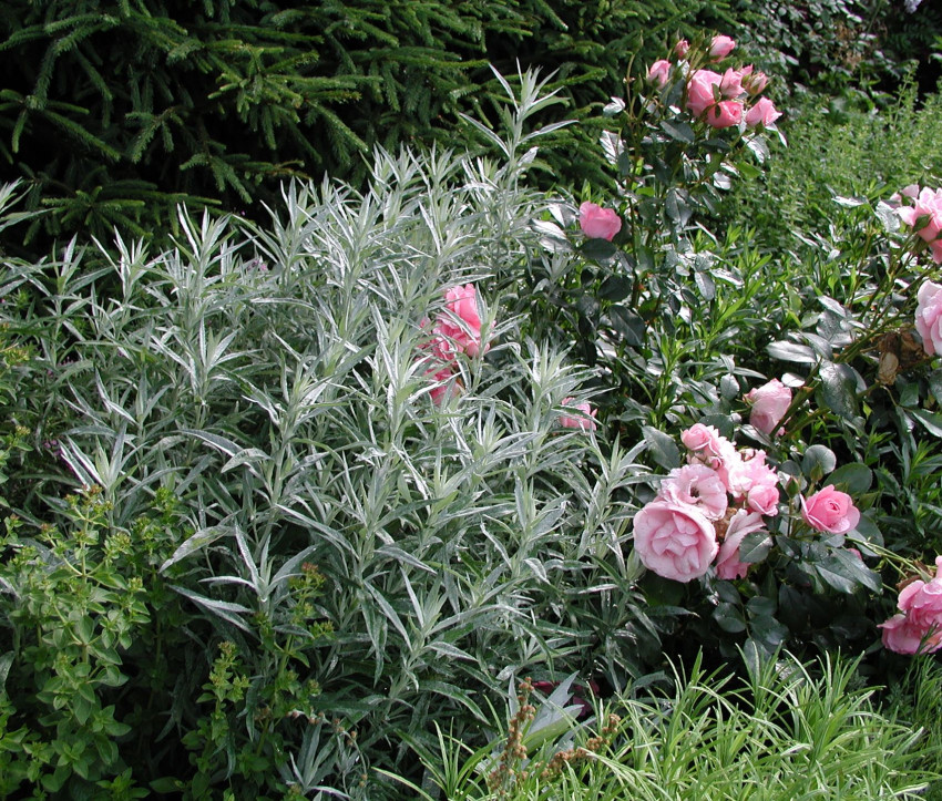 Artemisia ludoviciana var. albula ‘Silver Queen’ mit Rose