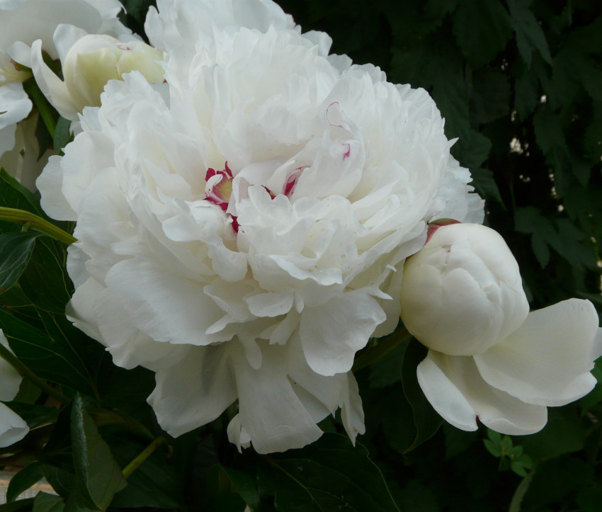 Paeonia lactiflora ‘Festiva Maxima’