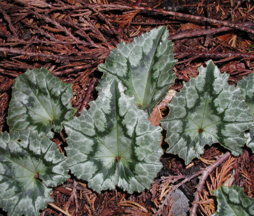 C. hederifolium – Laub