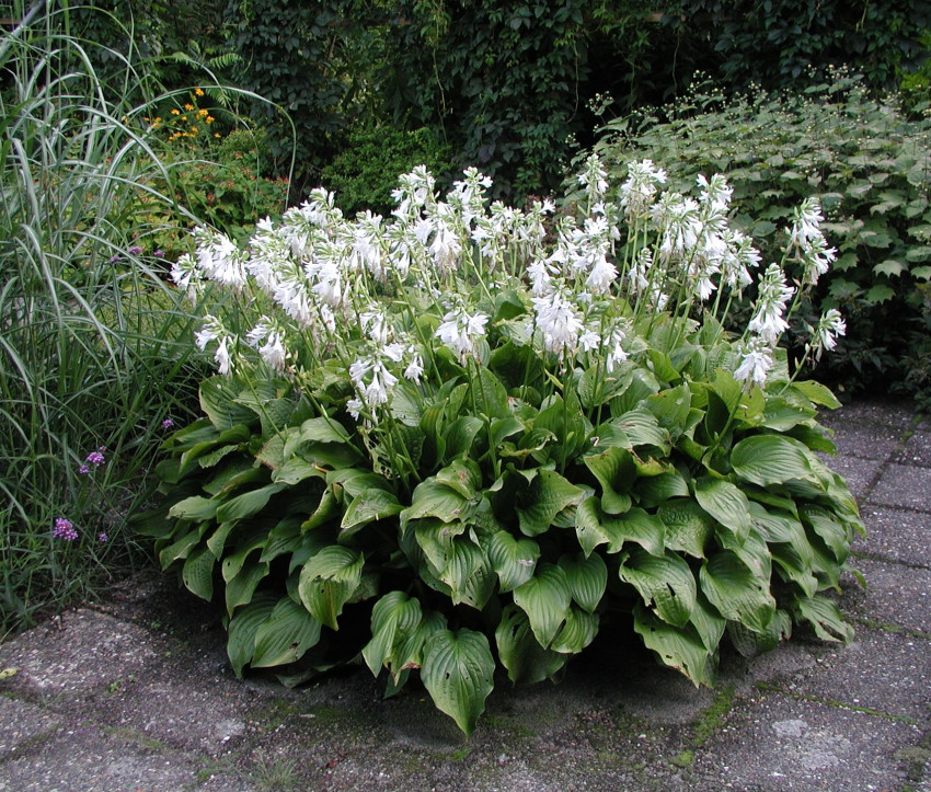 Hosta plantaginea ‘Grandiflora’ 