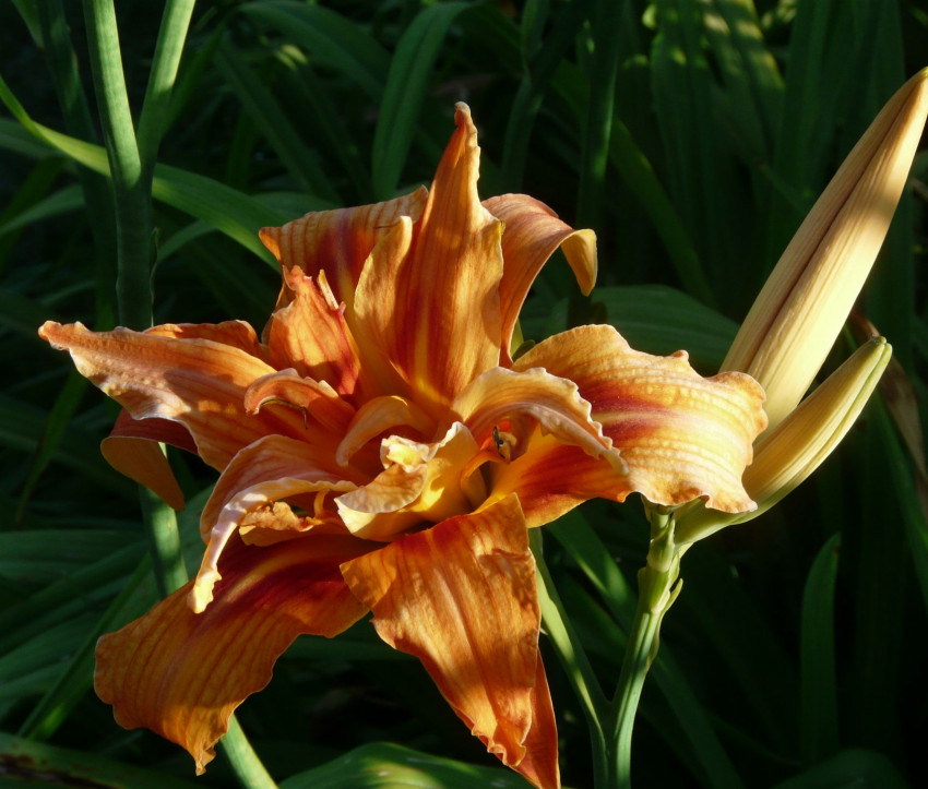 Hemerocallis fulva ‘Kwanso’