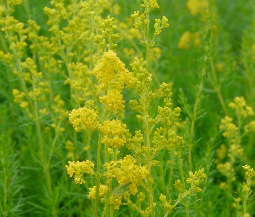 Galium verum