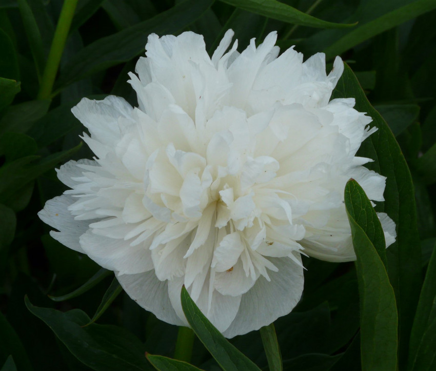 Paeonia off. ‘Alba Plena’