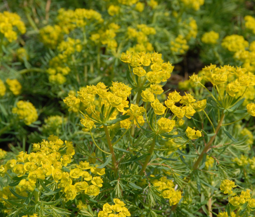 Euphorbia cyparissias 