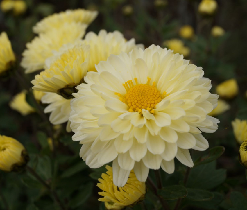 Chrysanthemum ‘Poesie’