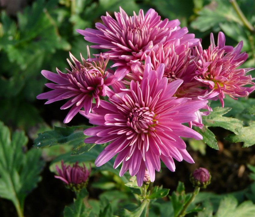 Chrysanthemum ‘Schweizerland’