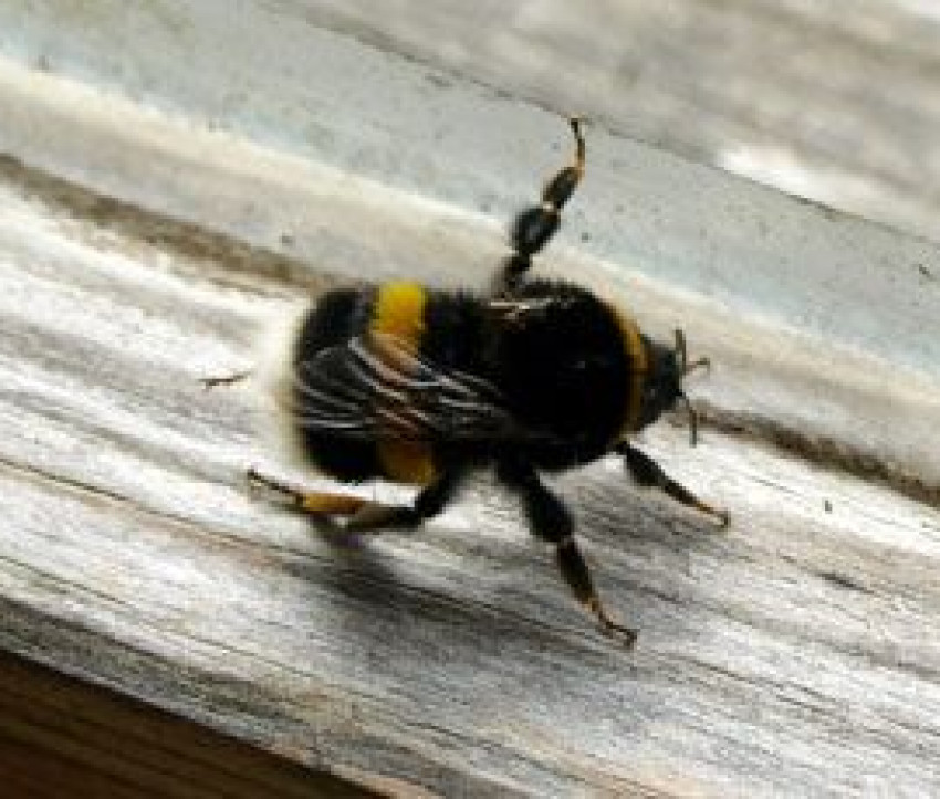 Bombus terrestris