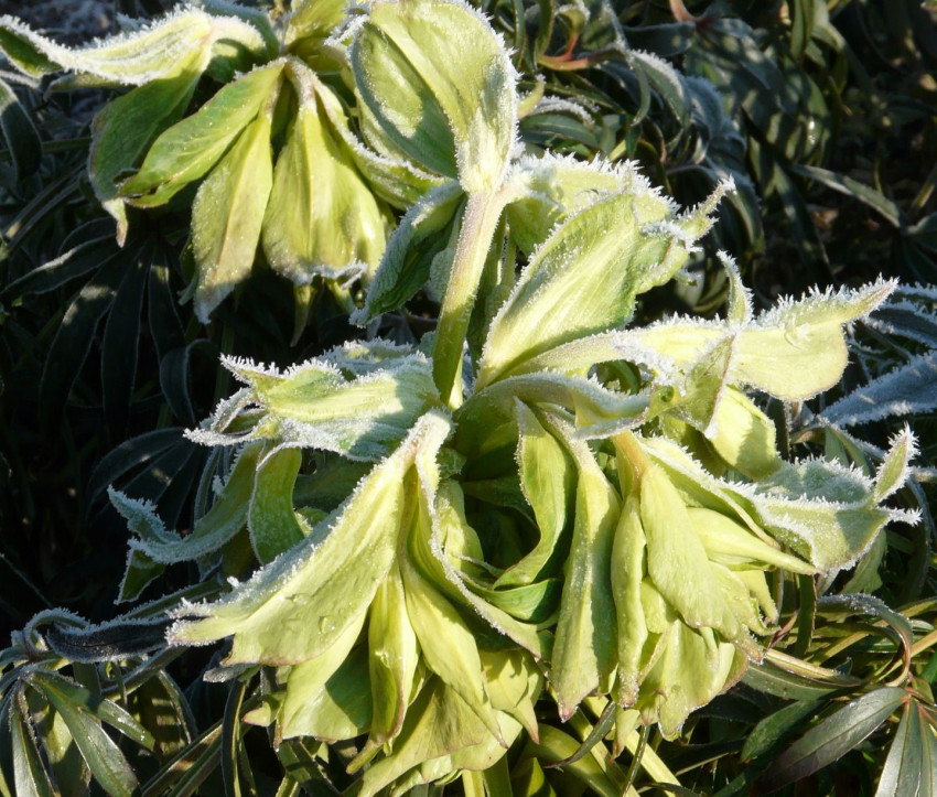 Helleborus foetidus