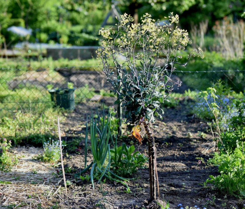 Rotkohl im Frühling (c) Stefan Leppert