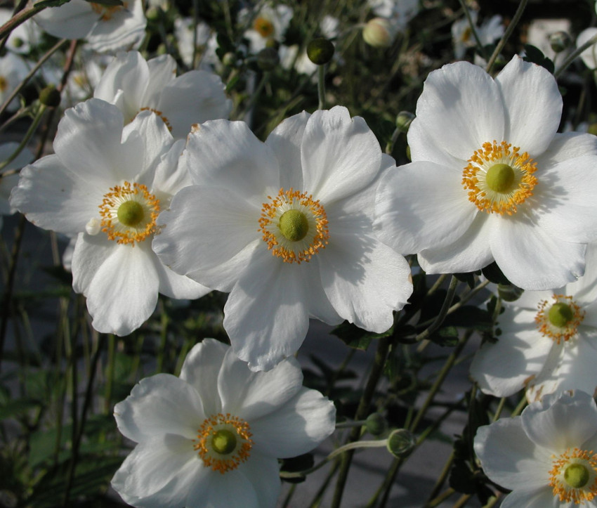 Anemone Japonica-Hybride &#039;Honorine Jobert&#039;