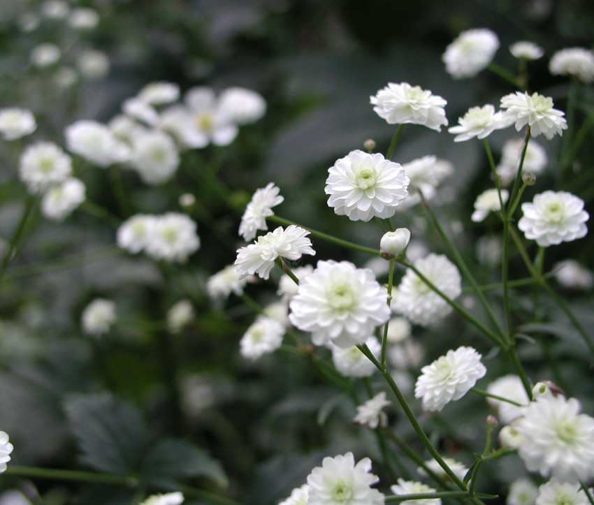 Ranunculus aconitifolius 'Pleniflorus'