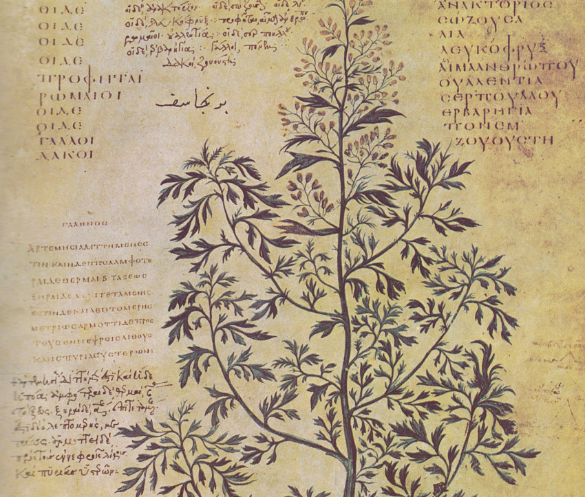 Artemisia aus der spätantiken Handschrift des »Wiener Dioskurides«