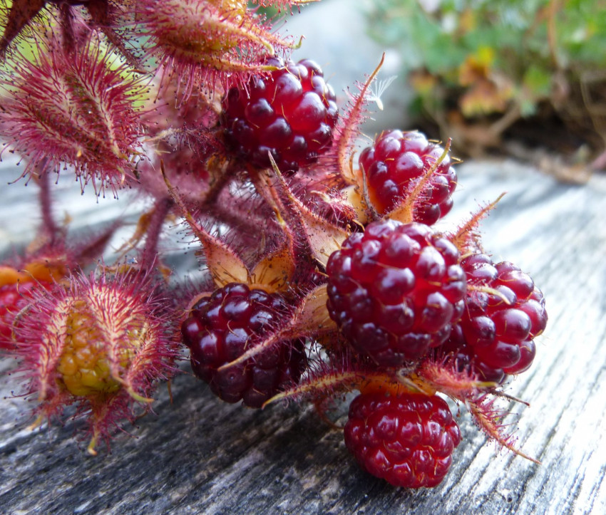 Rubus phoenicolasius