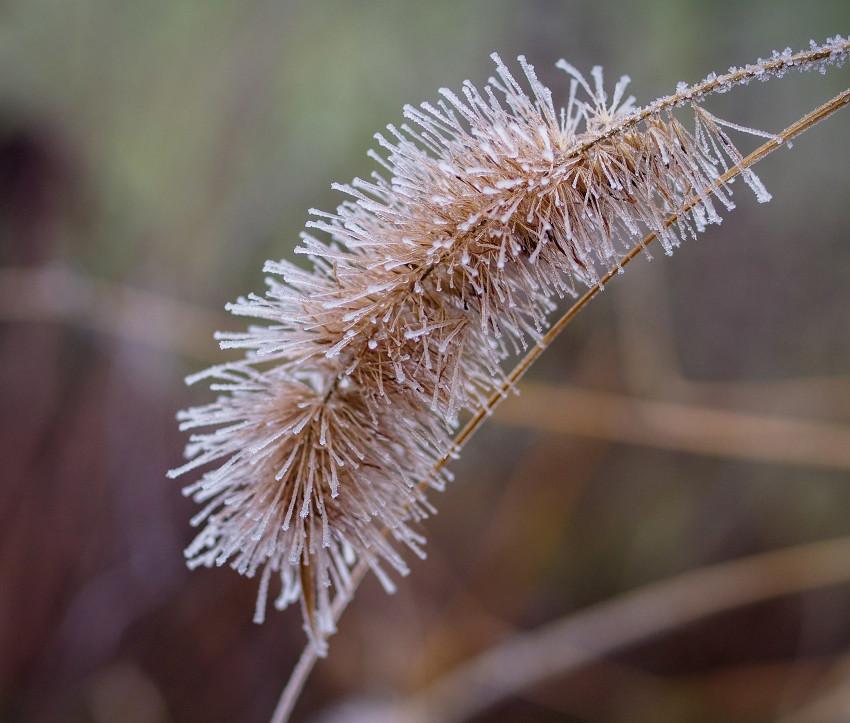 Pennisetum im Winter