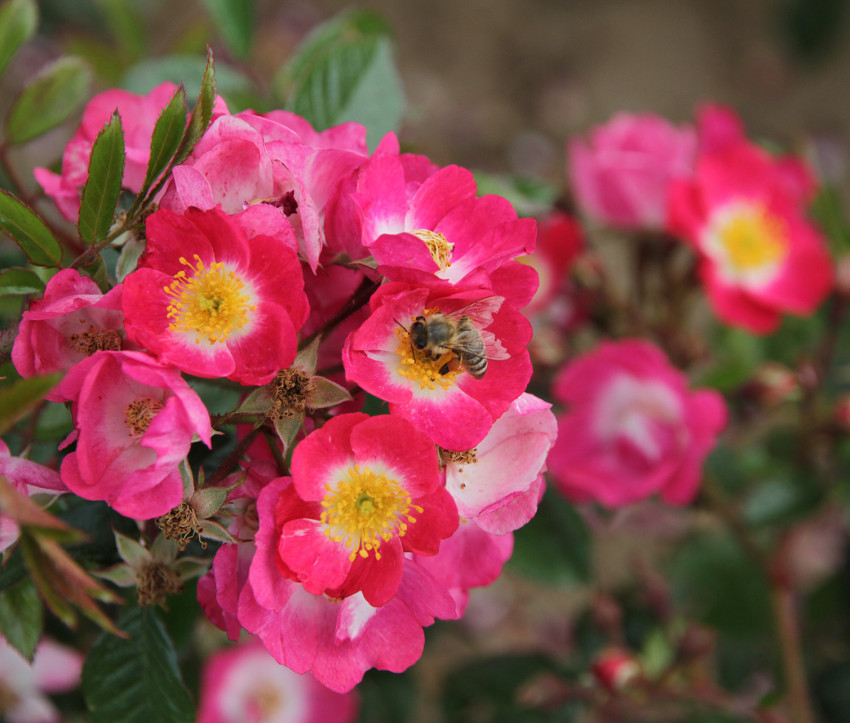 Rosa 'Bee Lovely'