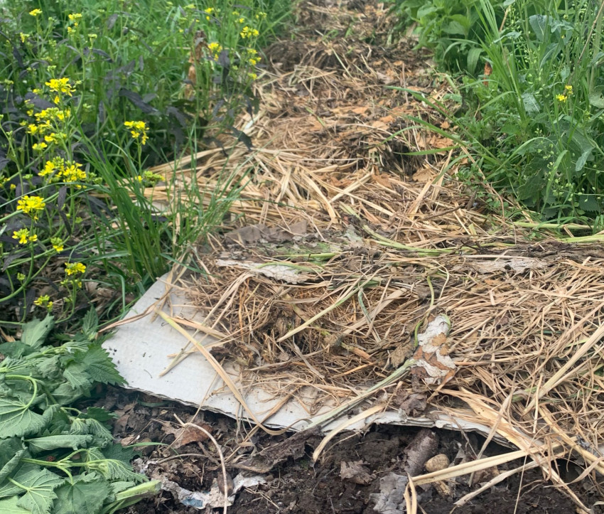 Der Abfallstoff Pappe kann im Permakulturgarten nutzbringend zur Bodenpflege eingesetzt werden.